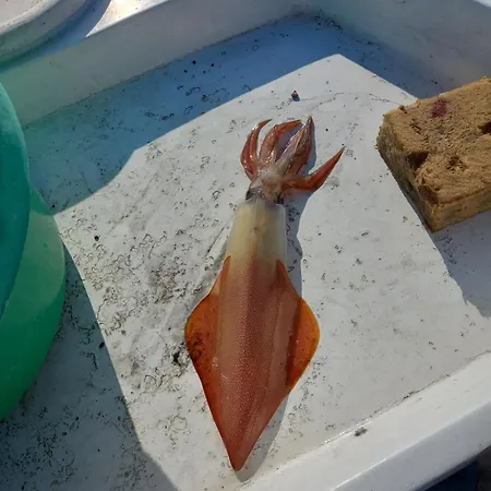 Homey Family Artaki Βίλα